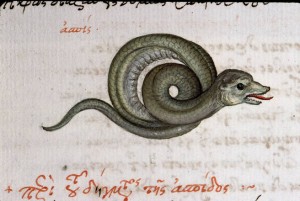 Coiled Snake