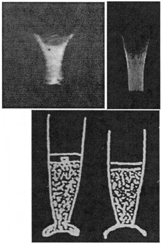 Fig. 38. (Top) Conical inflow of a current conducting plasma column. The flow is from top to bottom. Three important features are already observable: two arm-like shapes at the top of the inflow; striations in the body of the column; and the beginning of a plasma feature at top-center. These experimental photographs pertain to a 5-MV 3-MA plasma. (Bottom) Petroglyphs.