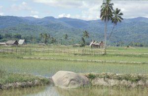 Megalithic stone in a rice field in Lore Lindu National Park, Indonesia.